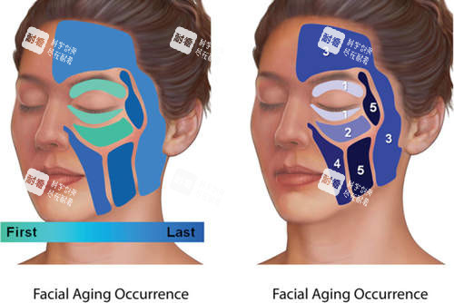 面部填充分区结果