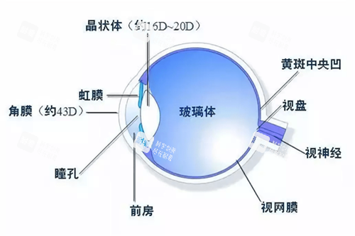 眼底玻璃体示意图 眼底玻璃体示意图