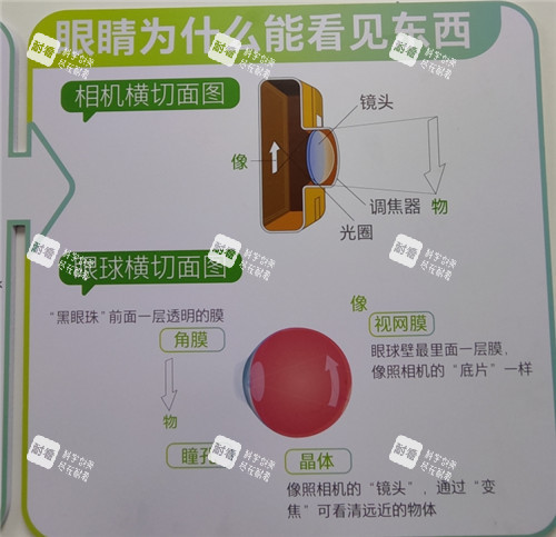 眼睛成像原理图解
