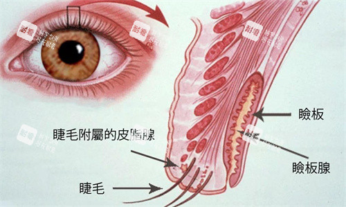睑板腺功能 睑板腺功能