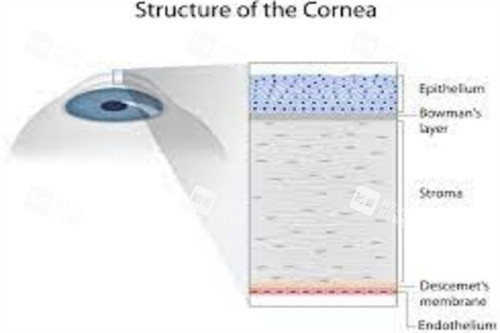 角膜结构