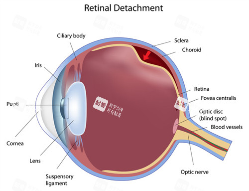 眼睛结构图示 眼睛结构图示