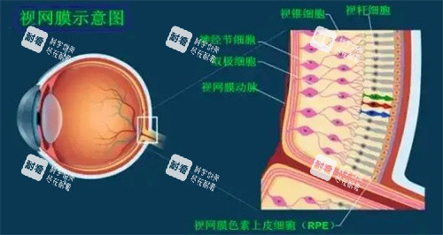 视网膜示意图