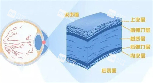 角膜结构