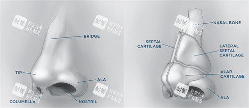 鼻子的结构图