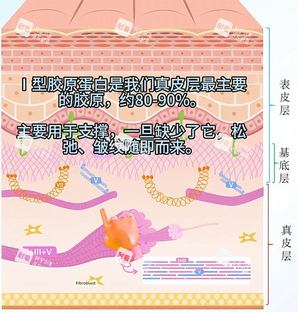 一型胶原蛋白和三型对比