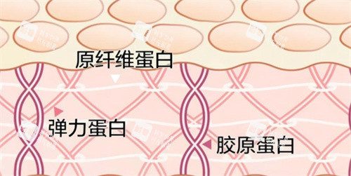 重组三型胶原蛋白