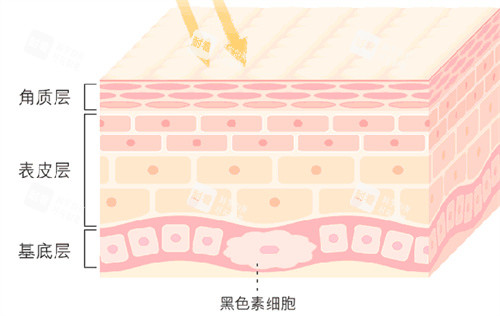 皮肤美白卡通图