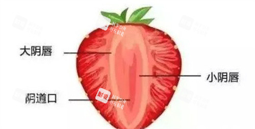 大阴唇、小阴唇怎么区分