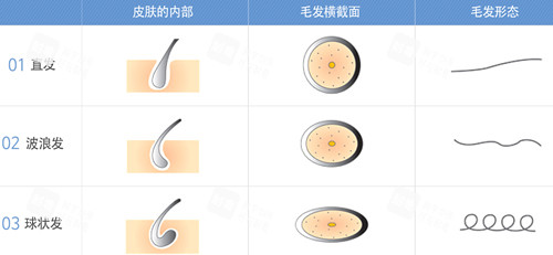 不同毛发特点图