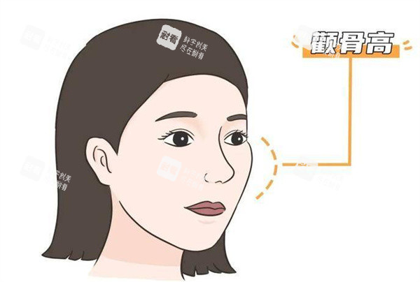 颧骨卡通图片展示