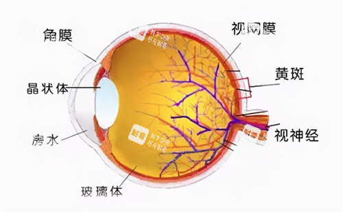 玻璃体