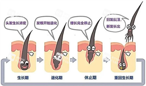 hbw毛囊克隆后头发生长周期