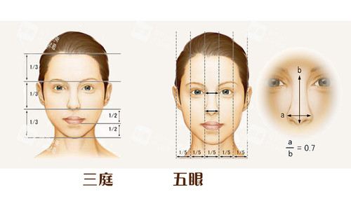 三庭五眼的比例