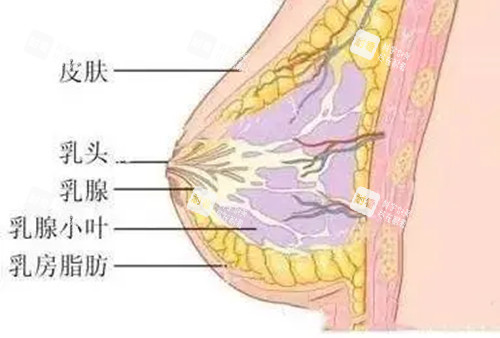 乳房结构卡通示意图 乳房结构卡通示意图