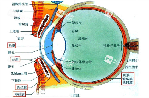 后巩膜加固术图