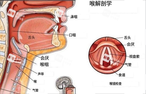 喉部解刨图 喉部解刨图
