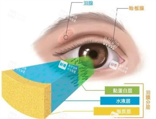 睑板腺位置 睑板腺位置