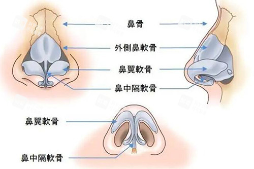 鼻子各部位标注示意 鼻子各部位标注示意