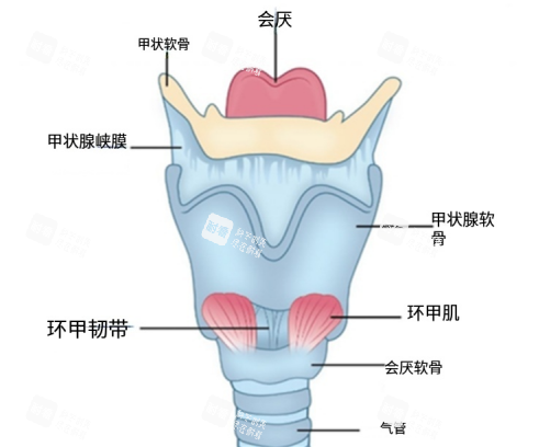 声带组成示意图 声带组成示意图