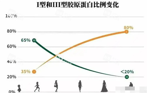 I型和III型胶原蛋白的变化 I型和III型胶原蛋白的变化