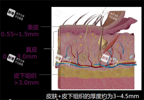 皮肤不同层次厚度图解 皮肤不同层次厚度图解