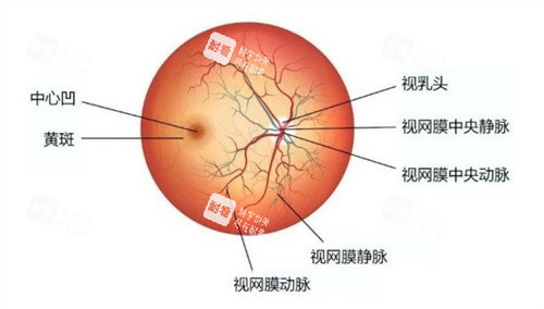 眼底图 眼底图