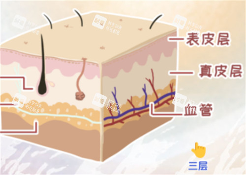 皮肤分为几层