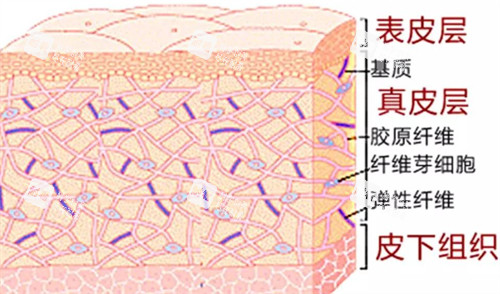 皮肤层次详细简介 皮肤层次详细简介