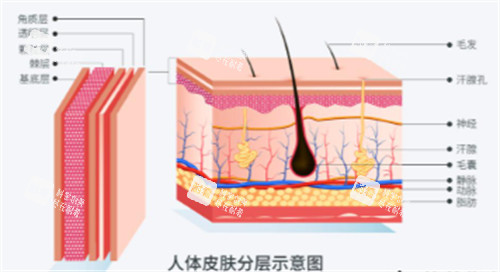 人体皮肤分层示意图 人体皮肤分层示意图