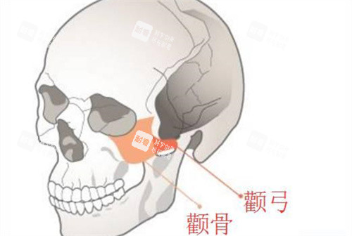 颧骨与颧弓位置动画图