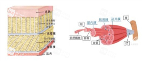 筋膜是什么 筋膜是什么