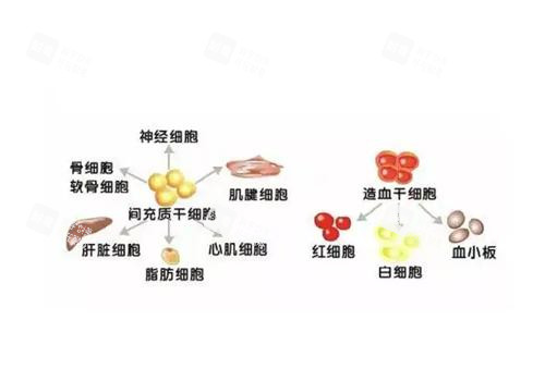日本干细胞注射图.png 日本干细胞注射图.png