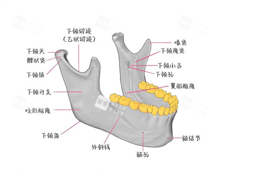 下颌骨各部位名称标示图.jpg 下颌骨各部位名称标示图.jpg