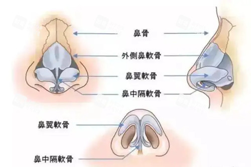 鼻结构卡通图片 鼻结构卡通图片