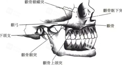 颧弓所在位置 颧弓所在位置