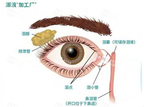 双眼皮泪腺脱垂 双眼皮泪腺脱垂