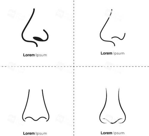 不同鼻部形态.png 不同鼻部形态.png