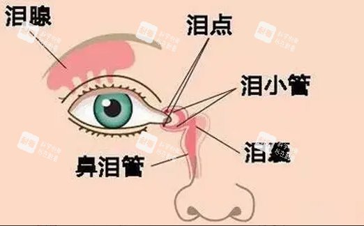 眼部结构图 眼部结构图