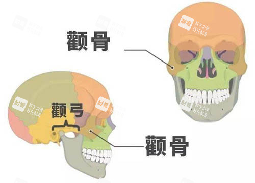 颧骨颧弓图.jpg 颧骨颧弓图.jpg