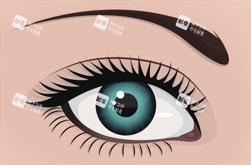 双眼皮形态.png 双眼皮形态.png