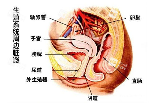 生殖器周边脏器图 生殖器周边脏器图