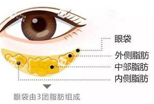眼睛部位解析图 眼睛部位解析图