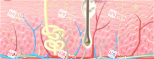 皮肤层次.jpg 皮肤层次.jpg