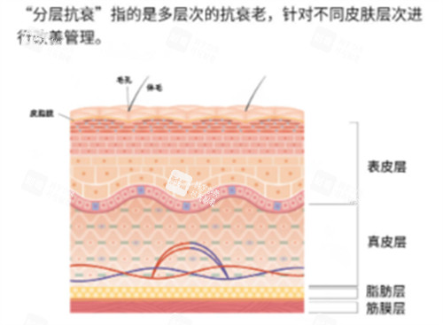 什么是分层抗衰 什么是分层抗衰