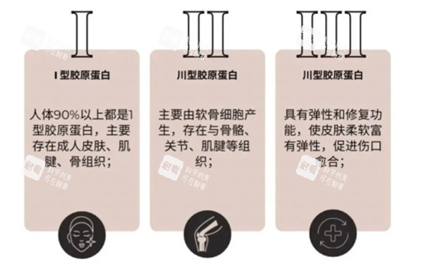 胶原蛋白一型和三型差异 胶原蛋白一型和三型差异