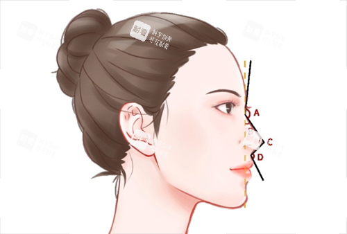 鼻部整形展示.png 鼻部整形展示.png