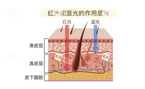 红蓝光作用层次.png