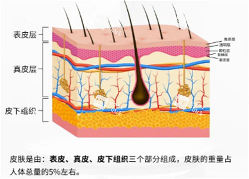 皮肤管理知识.jpg