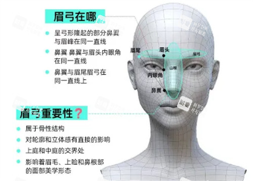 眉弓位置介绍.jpg 眉弓位置介绍.jpg